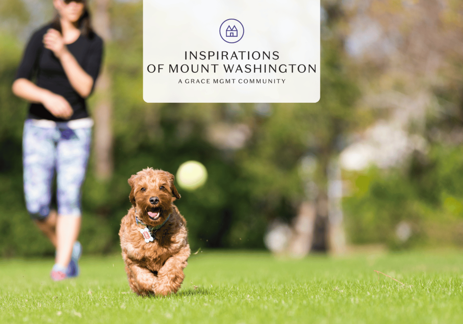 Brown dog running toward the camera on a sunny grassy field; blurred person in the background and a white sign reading 'Inspirations of Mount Washington'.